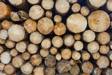 pile of chopped wood in the forest