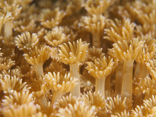 Close up Flowerspot Coral