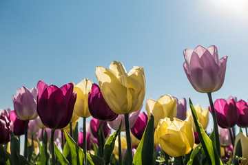 Tulpen im Frühling