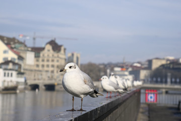 Möwen auf dem Geländer