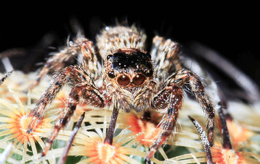 Macro shoot of Salticus scenicus jumping spider