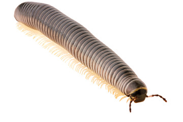 The Millipede Julida isolated on white background, front view.