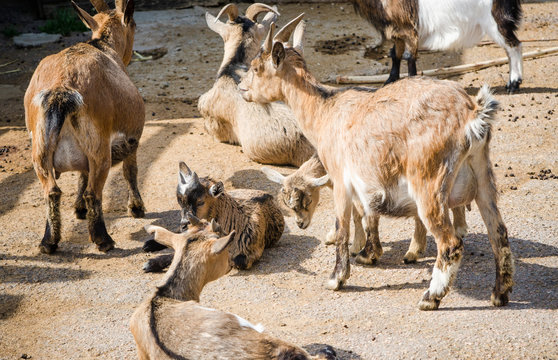 A herd of goats, close-up