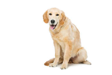 Obraz premium Young beautiul golden retriever dog