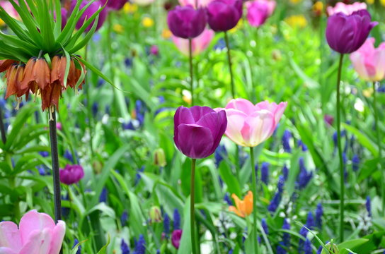 Violet tulips, in spring, under the bright sun in the garden of Keukenhof - Lisse, Holland
