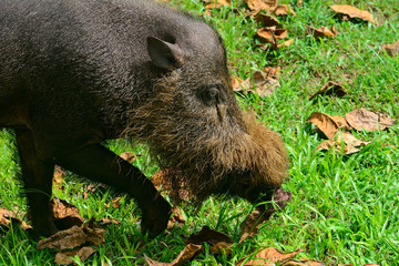 Bornean bearded pig, Bako National Park, Borneo