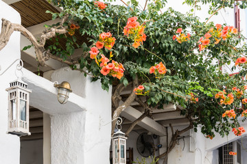 Fototapeta na wymiar Flowers in Mykonos - Greece