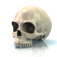 Illustration of human skull