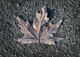 Frozen maple leaf lays on dark asphalt road.