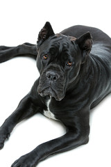 Beautiful cane corso dog