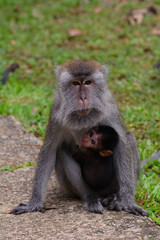 Long-tailed macaques, Bako National Park, Borneo, Sarawak, Malay