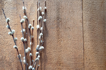 Pussy willow twigs on wooden table © masterq