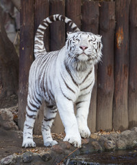 White tiger