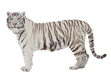 Witte tijger