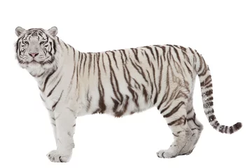Afwasbaar Fotobehang Tijger Witte tijger