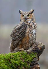 Eurasian eagle owl, sitting on the mossy stump, with clean background, Czech republic