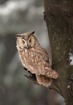 Long-eared owl sitting on the branch with clean background, Czech republic