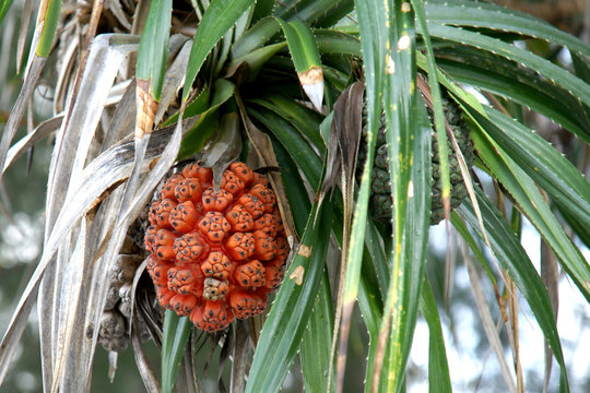 Seeds of sea pandanus or screw pine plant tree (Pandanus tectorius or Pandanus odoratissimus)