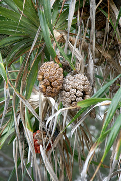 Seeds of sea pandanus or screw pine plant tree (Pandanus tectorius or Pandanus odoratissimus)