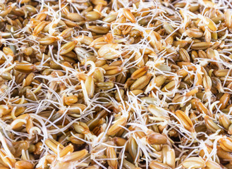 Sprouted grains of rye