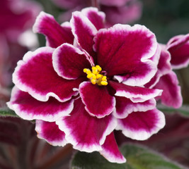 Obraz premium Beautiful violet flower