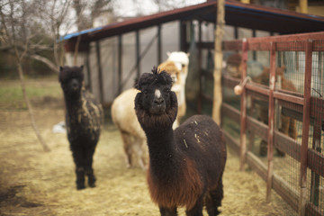 alpaca in a corral