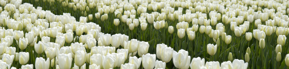 Cultivation of tulips
