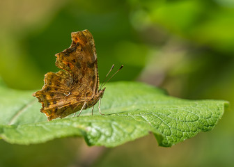 Comma Butterfly on Leaf (polygonia c-album)