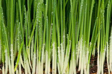 Fototapeta premium Jasna zielona trawa