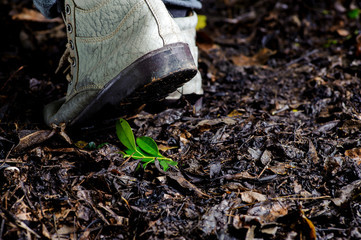 Young plant growing on soil