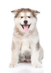 Fototapeta premium alaskan malamute puppy sitting in front. isolated on white backg
