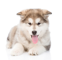 alaskan malamute puppy lying in front. isolated on white backgro