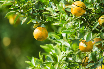 Orange trees in the garden
