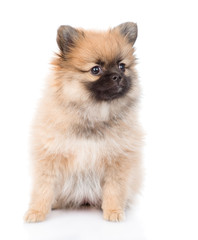 Obraz premium spitz puppy sitting in front. isolated on white background