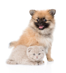 tiny spitz puppy sitting with scottish kitten together. isolated