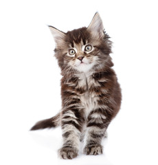Fototapeta premium small maine coon cat standing in front. isolated on white backgr