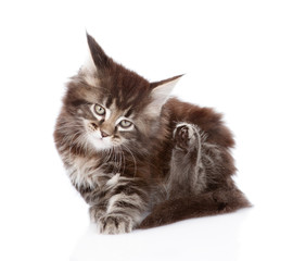 little maine coon cat scratching isolated on white background
