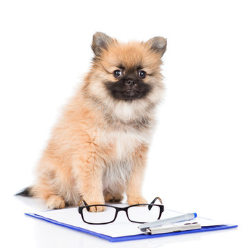 spitz dog with clipboard and glasses. isolated on white backgrou