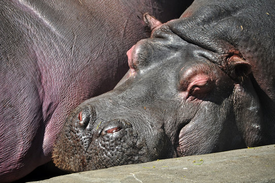 hippopotamuses sleeping zoo