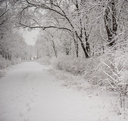 Obraz premium winter landscape