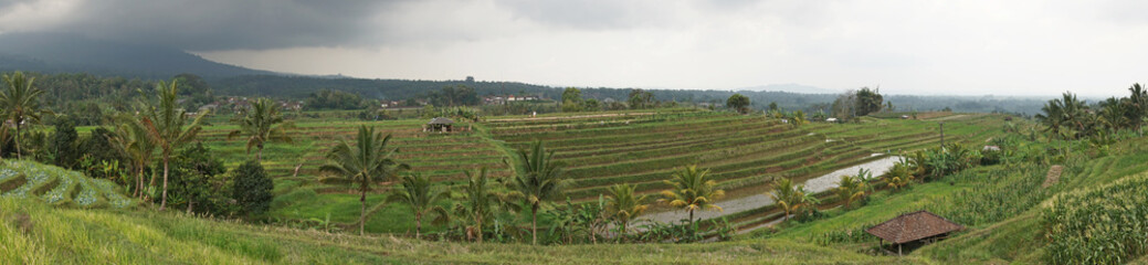 Reisfelder, Bali, Indonesien