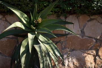 Obraz premium plants and stone wall