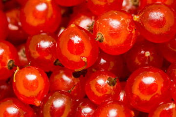 Red Currant Macro