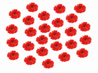 flower, fleur, illustration
