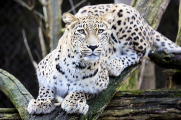 Naklejka premium portrait Persian leopard, Panthera pardus saxicolor sitting on a branch