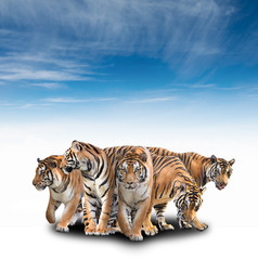 groupe de tigre du bengale