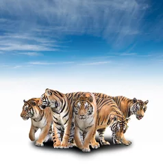 Tableaux ronds sur aluminium brossé Tigre groupe de tigre du bengale