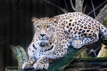 Obraz premium portrait Persian leopard, Panthera pardus saxicolor sitting on a branch
