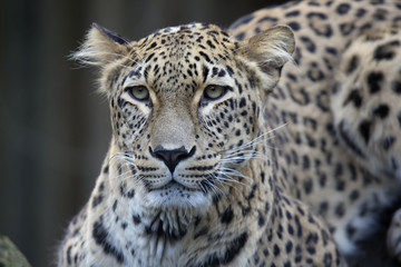 Fototapeta na wymiar portrait Persian leopard, Panthera pardus saxicolor sitting on a branch