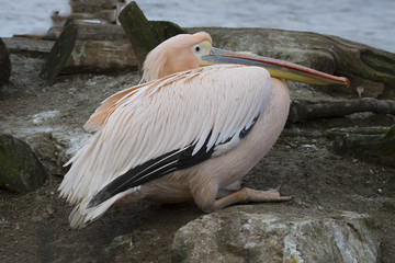 Obraz premium Great White Pelican, Pelecanus onocrotalus, in winter color